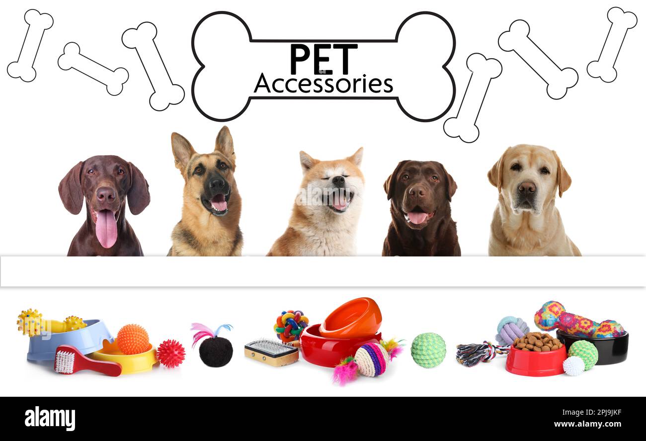 Pets Accesories
